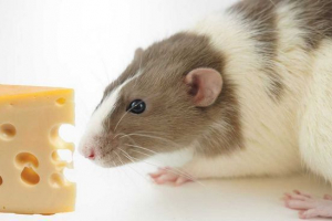 Чи можна годувати декоративну щуру з сиром? Чи можна годувати декоративну щуру з сиром?